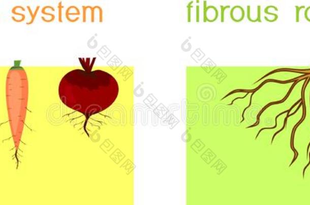 不同的类型关于根系:轻敲和含纤维的根系