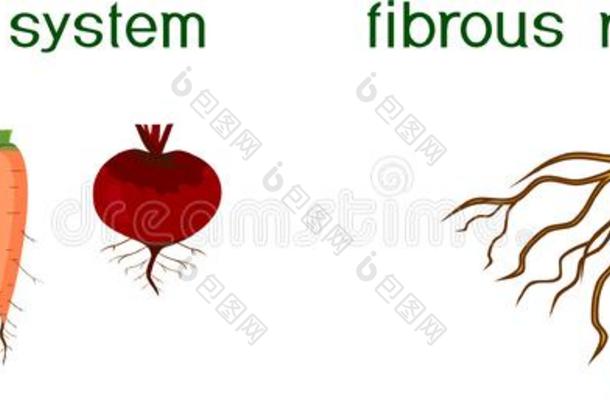 不同的类型关于根系:轻敲和含纤维的根系