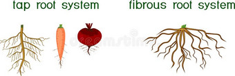 不同的类型关于根系:轻敲和含纤维的根系图片