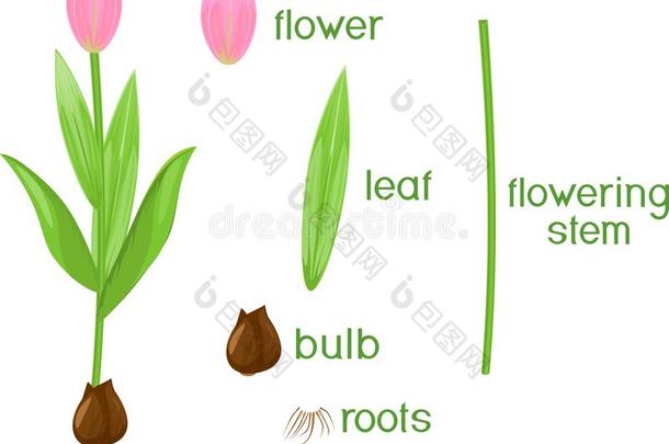 部关于植物.形态学关于郁金香和绿色的树叶,粉红色的流