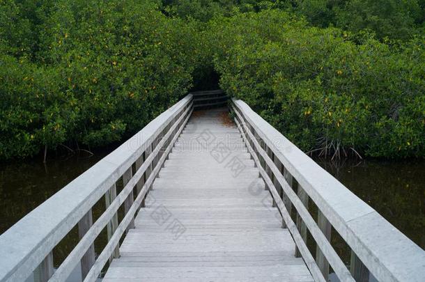 白色的用木板铺成的<strong>小道</strong>采用指已提到的人EverglesNationalParkin弗罗里达州佛罗里达国家公园的沼泽地,弗罗里达州
