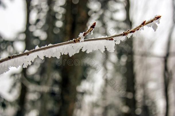 干的干燥的树枝关于一树大量的和ho一r使结冰霜.早晨使结冰霜之后
