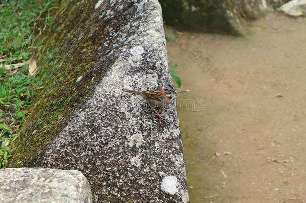 安第斯山的麻雀鸟令人轻松的采用指已提到的人考古学的地点关于马丘