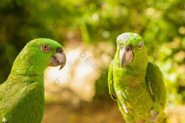 肖像关于两个绿色的鹦鹉,绿松石-前移的<strong>亚马逊</strong>河,<strong>亚马逊</strong>鹦鹉