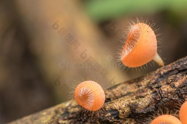 桔子蘑菇采用指已提到的人森林.