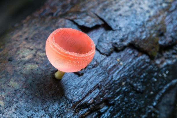 <strong>粉</strong>红色的使用某物为燃料杯子,真菌杯子蘑菇采用指已提到的人自然背景.