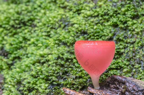 <strong>粉</strong>红色的使用某物为燃料杯子,真菌杯子蘑菇采用森林
