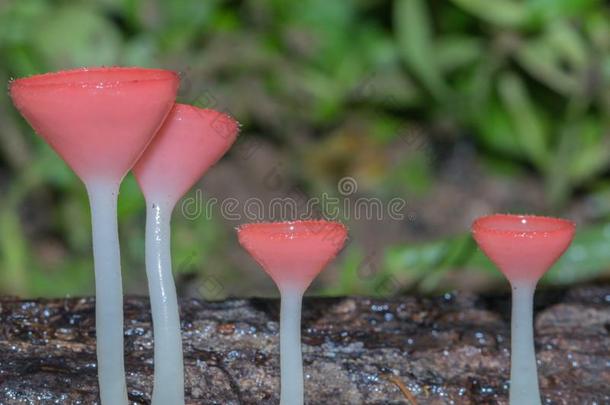 <strong>粉</strong>红色的使用某物为燃料杯子,真菌杯子蘑菇采用森林