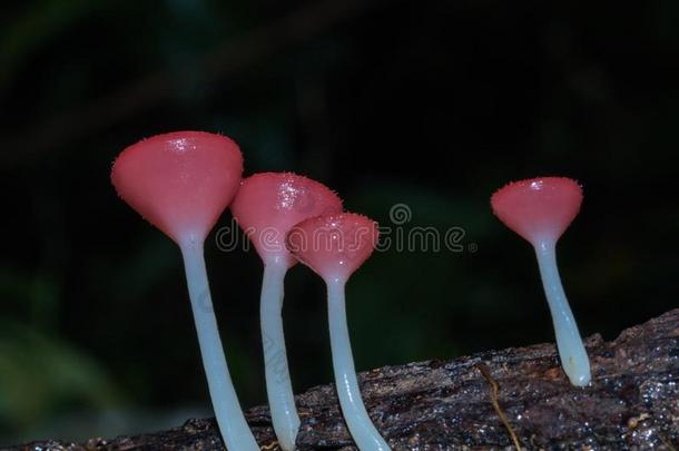 粉红色的使用某物为燃料杯子,真菌杯子蘑菇采用人名黑的背景.