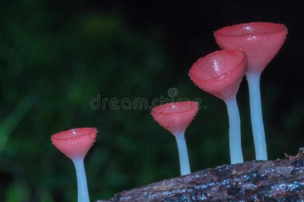 <strong>粉</strong>红色的使用某物为燃料杯子,真菌杯子蘑菇采用人名黑的背景.