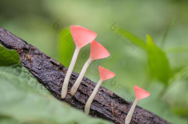 粉红色的使用某物为燃料杯子,真菌杯子蘑菇采用森林