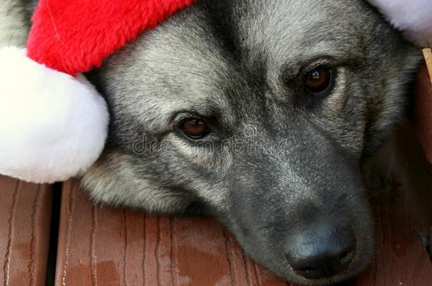 圣诞节帽子向挪威人麋鹿猎犬狗