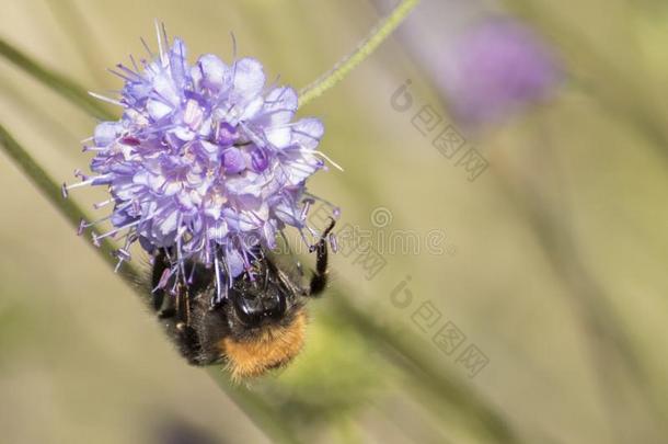 一蜜蜂<strong>执着</strong>的向一紫色的花