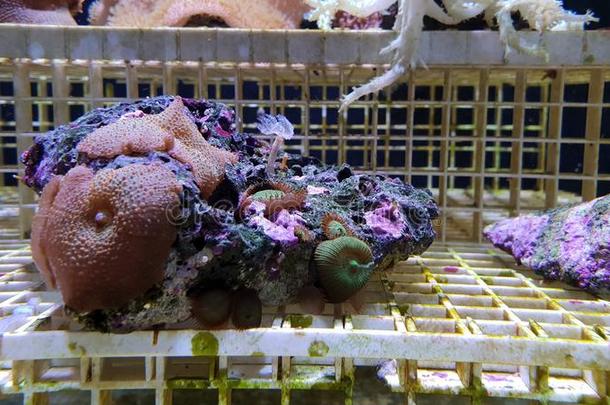 det.一些珊瑚已开发
