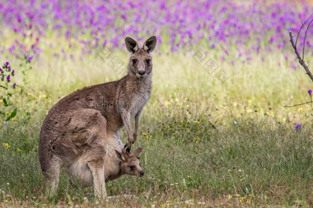 野生的东方的灰色的袋鼠母亲和幼兽,Woodl和s公园,Victoria维多利亚