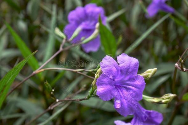 紫色的花和雨水小滴向花瓣