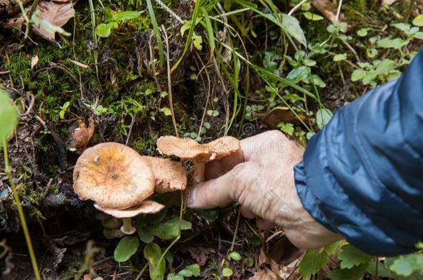 蘑菇木耳蜂蜜.采摘蘑菇采用指已提到的人秋森林和绿色的