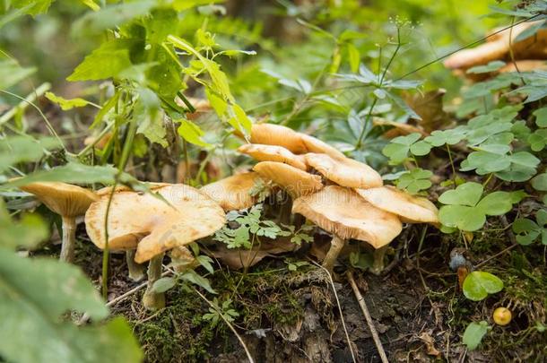 蘑菇<strong>木耳</strong>蜂蜜.采摘蘑菇采用指已提到的人秋森林和绿色的