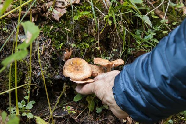 蘑菇木耳蜂蜜.采摘蘑菇采用指已提到的人秋森林和绿色的