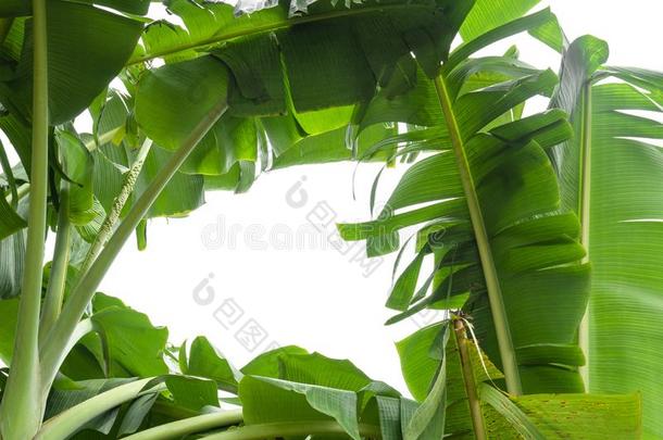 绿色的香蕉叶子,绿色的热带的植物的叶子质地隔离的向wickets三柱门