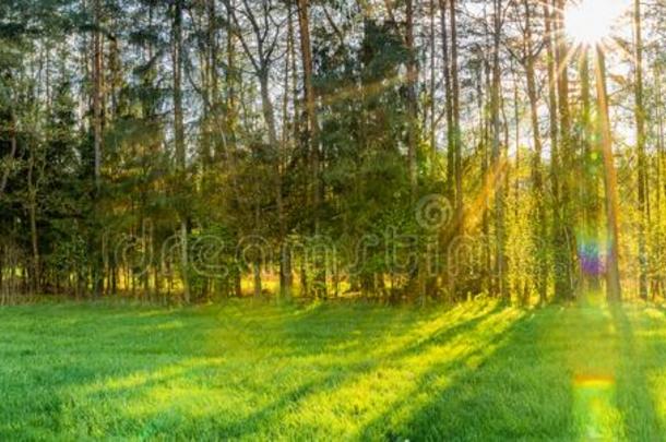美丽的太阳微量<strong>发出</strong>光通过树和葱翠的绿色的草地采用
