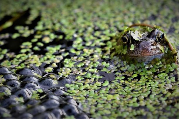 普通的青蛙保护的它的大量产,采用一g一rden池塘.