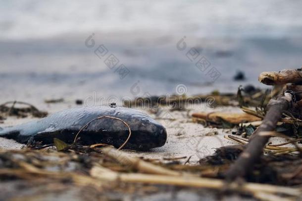 散发出恶臭死去的鱼腐烂向污染海岸,有毒的浪费麻烦