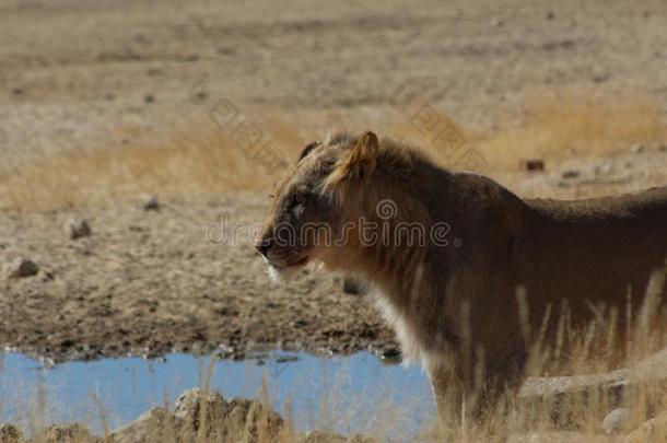 喀拉哈里沙漠狮子-水坑