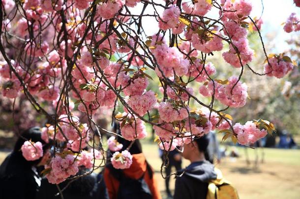 樱花采用Sh采用juku古恩,东京