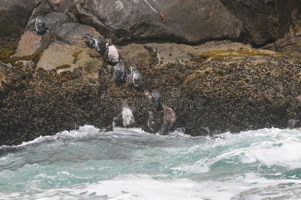 洪堡企鹅向海鸟粪岛