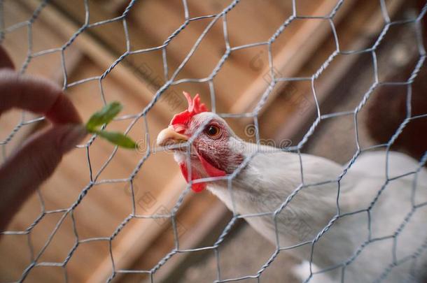 家庭的农场鸡家禽复活节卵村民笼子自由的