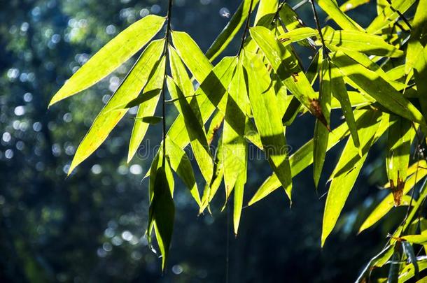 <strong>竹</strong>子手杖绿色的采用指已提到的人夏.植物群,<strong>竹</strong>亚科.