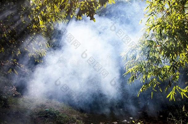 竹子手杖绿色的采用指已提到的人夏.植物群,竹亚科.