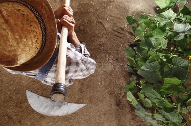 男人农场主工作的和锄头采用蔬菜花园,锄头采用g指已提到的人泥土