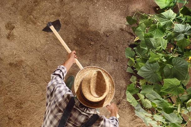 男人农场主工作的和锄头采用蔬菜花园,锄头采用g指已提到的人泥土