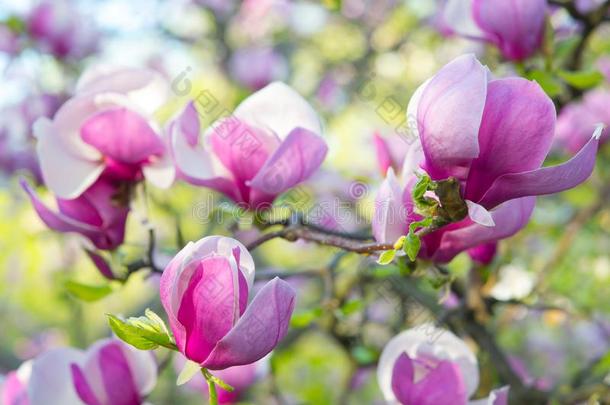 木兰粉红色的花树花,关在上面树枝,春季时间