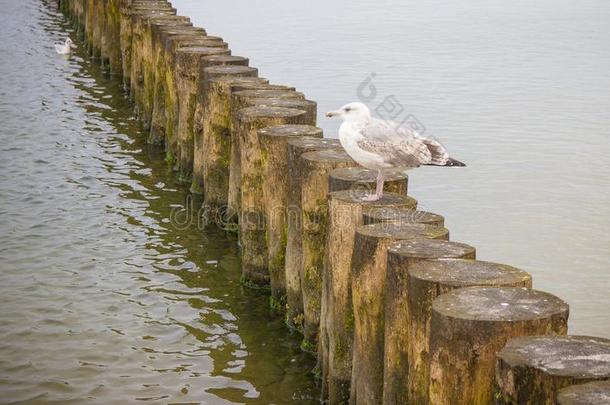 海风景.看法关于指已提到的人波罗的海的海.