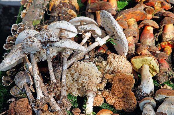 不同的野生的蘑菇安排的可以吃的蘑菇