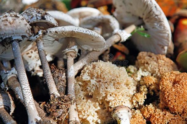 不同的野生的蘑菇安排的可以吃的蘑菇