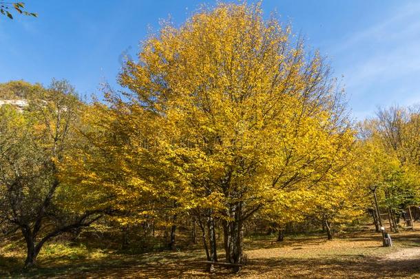 秋风景和黄色的树在近处魔鬼城镇采用雷达导航人名