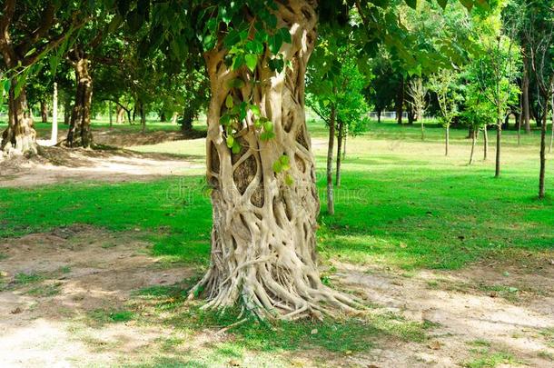 <strong>菩提</strong>树树它是（be的三单形式前面关于泰国或高棉的<strong>佛</strong>教寺或僧院斯里库姆采用素可泰H是（be的三单形式torical英语字母表的第1