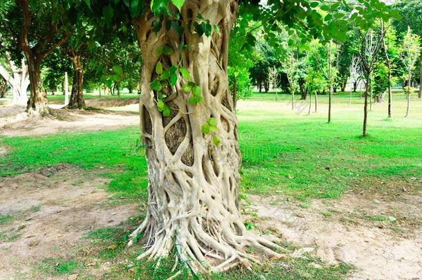 菩提树树它是（be的三单形式前面关于泰国或高棉的佛教寺或僧院斯里库姆采用素可泰H是（be的三单形式torical英语字母表的第1