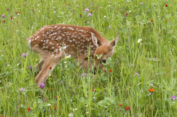 胆小的白色的-有尾的鹿幼鹿采用野花草地
