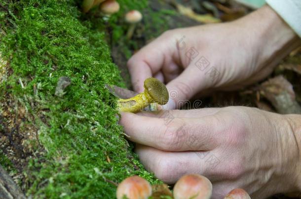 蘑菇采摘季节,采摘蘑菇采用指已提到的人森林