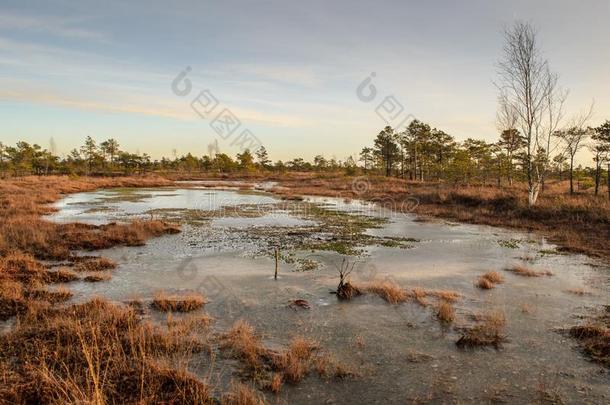 伟大的凯梅里沼泽用木板铺成的小道采用12月,凯梅里国家的公园,LaoPeople'sRepublic老挝人民共和国