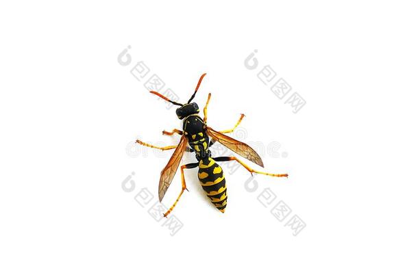 黄蜂向一白色的b一ckground,受伤的飞行的野生的蜜蜂d向key蜜蜂