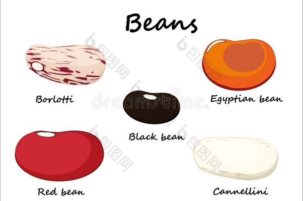 红色的豆,黑的,波洛蒂,加内里尼,古埃及语