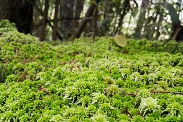 <strong>苔藓苔藓</strong>植物关于绿色的颜色,形成层关于叶子杂物向一