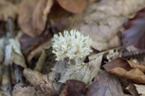 拉玛利亚蘑菇,野生的珊瑚真菌或拉玛利亚蘑菇s采用秋