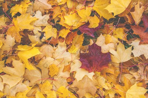 红色的枫树叶子向黄色的叶子背景.秋背景